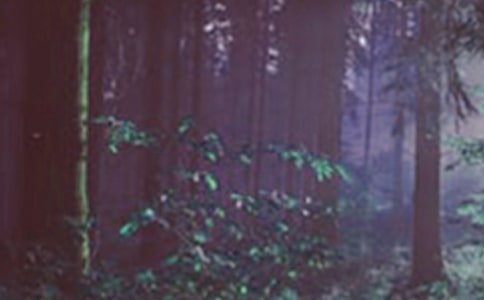 《奇幻森林》三年级观后感