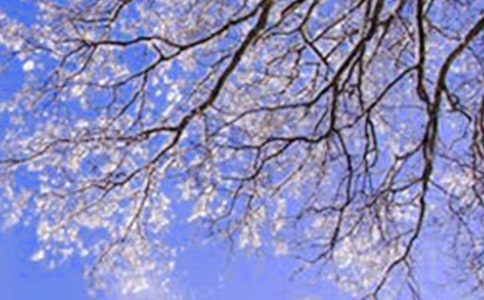 我爱冬天的一切初二日记