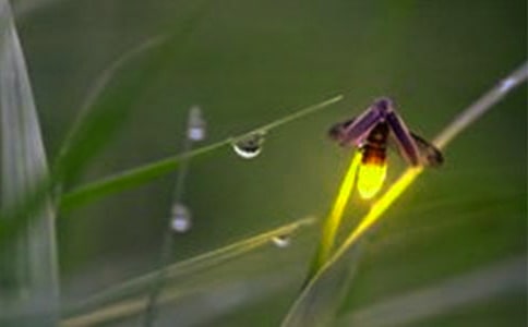 《萤火虫的歌》读后感作文