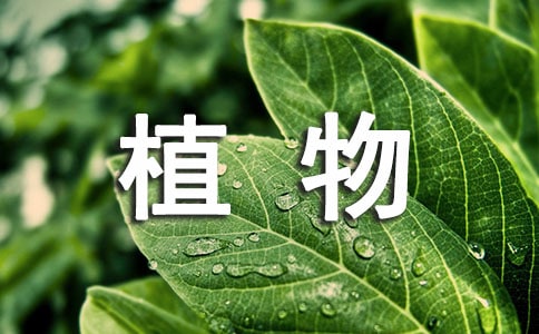 我的植物日记500字(通用37篇)