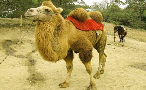 关于骆驼王子的读后感怎么写