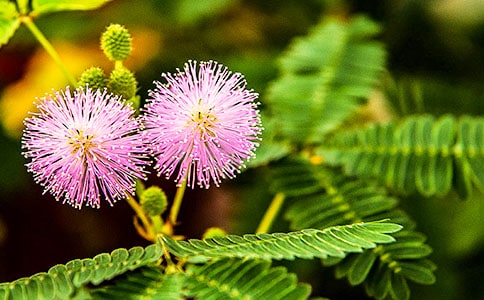 含羞草为什么会害羞说明文