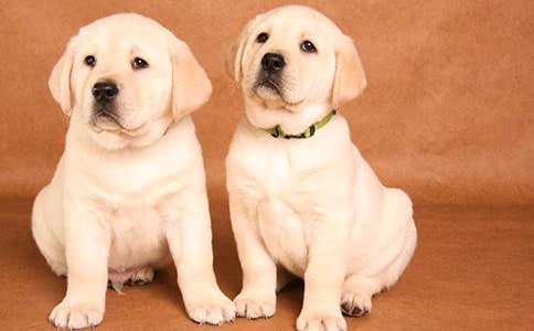 四篇关于观察小狗的日记