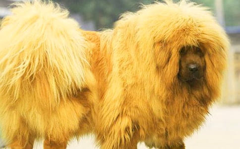 《藏獒多吉》观后感作文