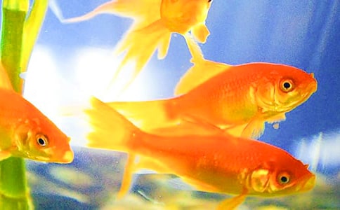 金鱼怎么养作文