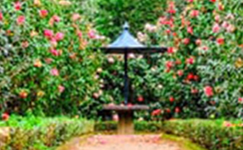 《流星花园》观后感作文