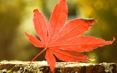 游红叶谷小学游记作文1000字