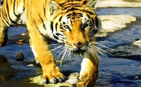 以电老虎为题的说明文