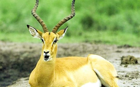 羚羊木雕读后感15篇