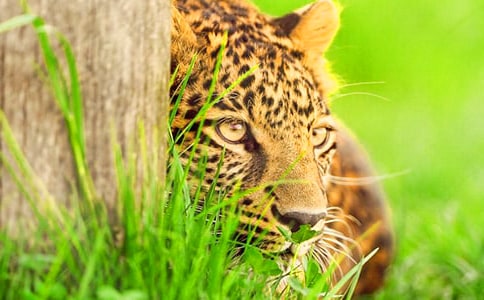 关于豹子的慷慨读后感