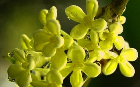 秋天桂花香观察日记200字