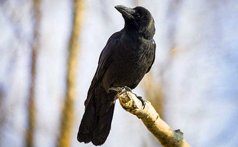 关于《小女巫(彩乌鸦系列)》读后感700字