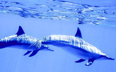 关于蓝色的海豚岛读后感