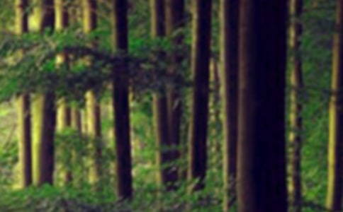 关于《森林报》的读后感范文(精选15篇)