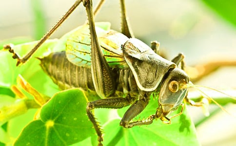 蟋蟀的眼泪心情日记