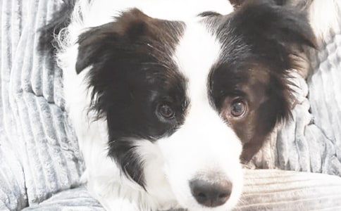 介绍小狗的说明文