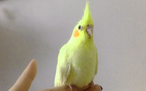 神奇的鹦鹉读后感