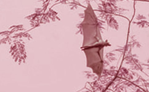 《蝙蝠侠大战超人》观后感优秀初中作文