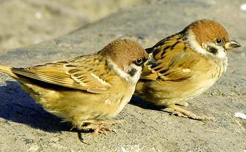 麻雀说明文作文