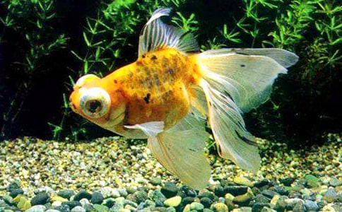 我的伙伴金鱼作文