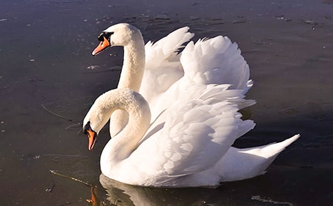 天鹅之死观后感