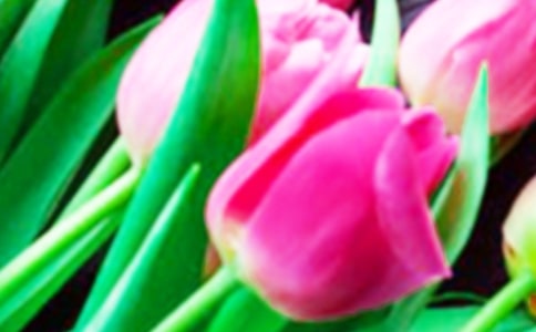 郁金香花展观察日记(精选6篇)