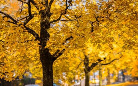 风景这边独好作文600字