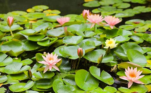 描写睡莲的说明文