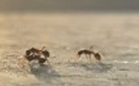 蚂蚁搬食初中优秀作文