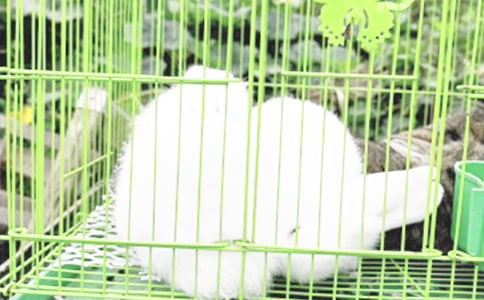 我爱兔子小学生作文