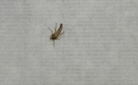 吸血鬼蚊子一年级作文