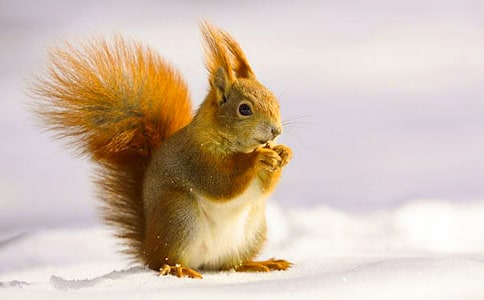 小白兔和小松鼠奇遇记的童话作文