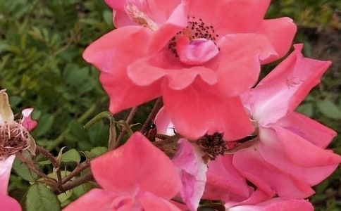 生命的花朵小学生作文