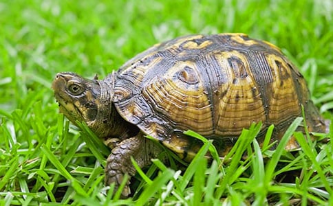 可爱的小乌龟的小学作文