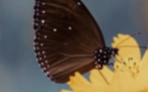 飞逝的黄蝴蝶高中作文