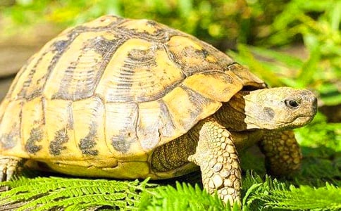 小乌龟你还好吗作文800字