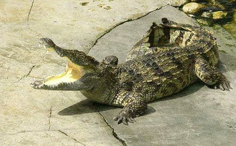 两只聪明兔和一只笨鳄鱼的作文