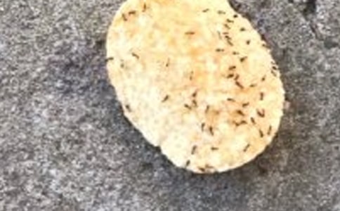 小蚂蚁,力量大二年级作文