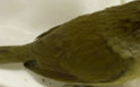 猫和小鸟四年级作文范文