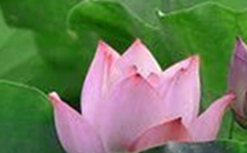 描写荷花优秀作文(精选33篇)