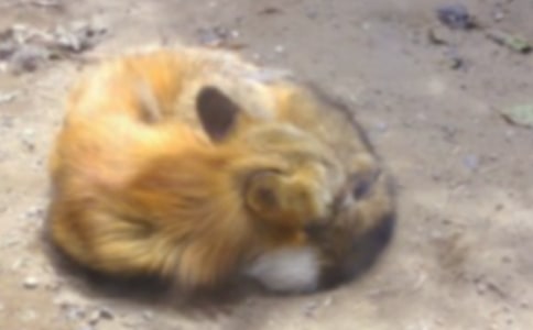 小白兔和狐狸作文