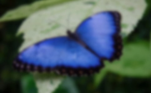 花蝴蝶和小蜜蜂的小学作文