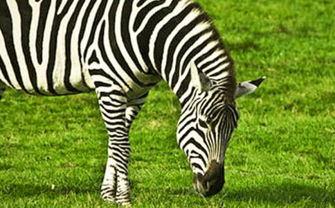 斑马线上的温暖作文