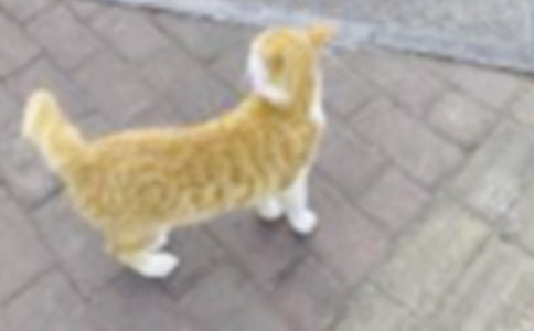 可爱的小猫咪作文(集合15篇)