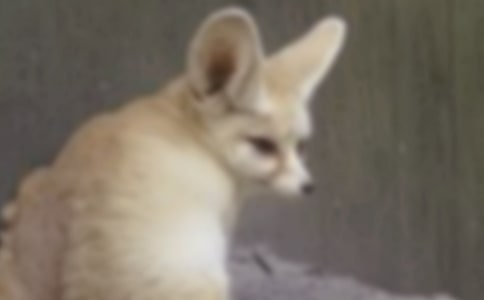 猫和狐狸作文6篇