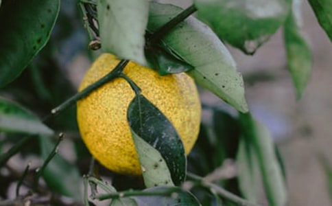 果园镇的薇薇兔作文