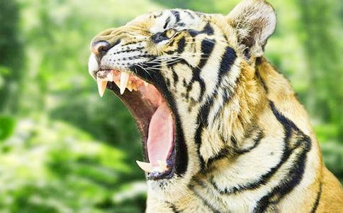 大连老虎滩的作文(通用7篇)