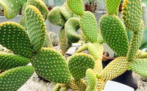 坚强的仙人掌初中优秀作文