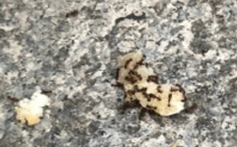 《上天的蚂蚁》续编作文