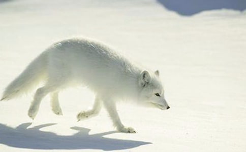 狐狸狗阿毛作文